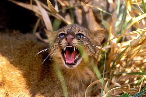 Le Colocolo (ou Chat des Pampas) Colocolo3