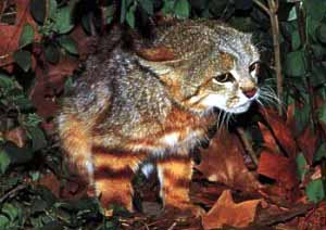 Le Colocolo (ou Chat des Pampas) Colocolo5