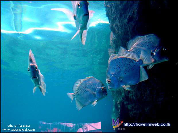 ((((>>> صــــــــور ممتعة وجميلة لمدينة تحت المياه في تــــايلنـــد <<<)))) Madhulika-00185_1