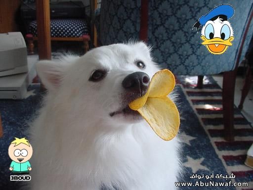 صور منوعة مضحكة Donduckrx3