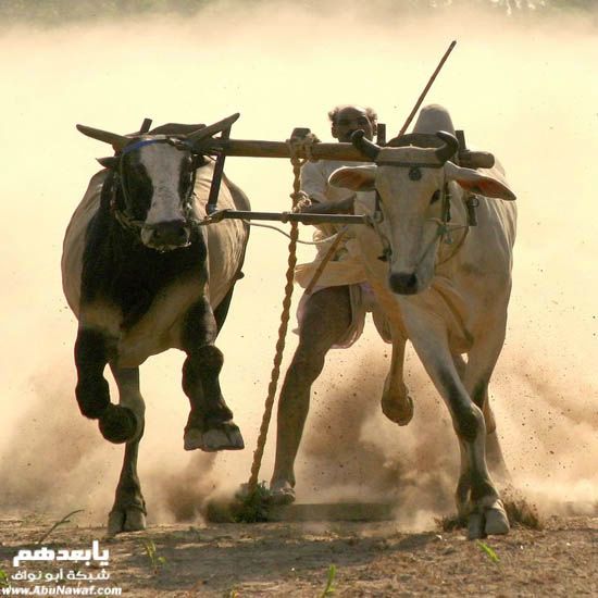 عيد ميلاد من نوع آخر- اطخم رجال -صور غريبه جدا جدا Aooha_5