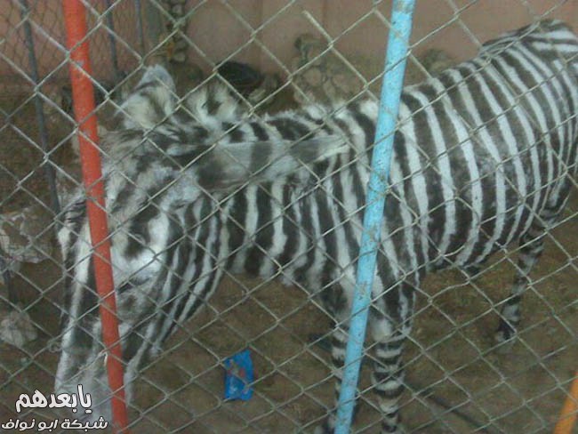 صووور جديدة ****** صوووور جديدة Zebra_gaza_02