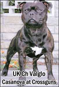 Staffordshire Bull Terrier FCI:3.3-76 ValgloCasanovaAtCrossguns