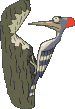   Woodpecker4