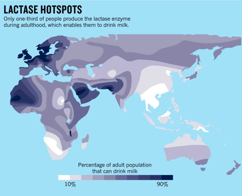 La lactasa persistente Lactose-tolerance-map