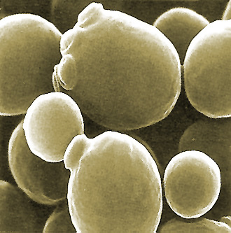 SƯU TẬP NẤM - Page 5 Saccharomyces-cerevisiae