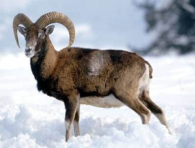 Les mouflons Mouflon