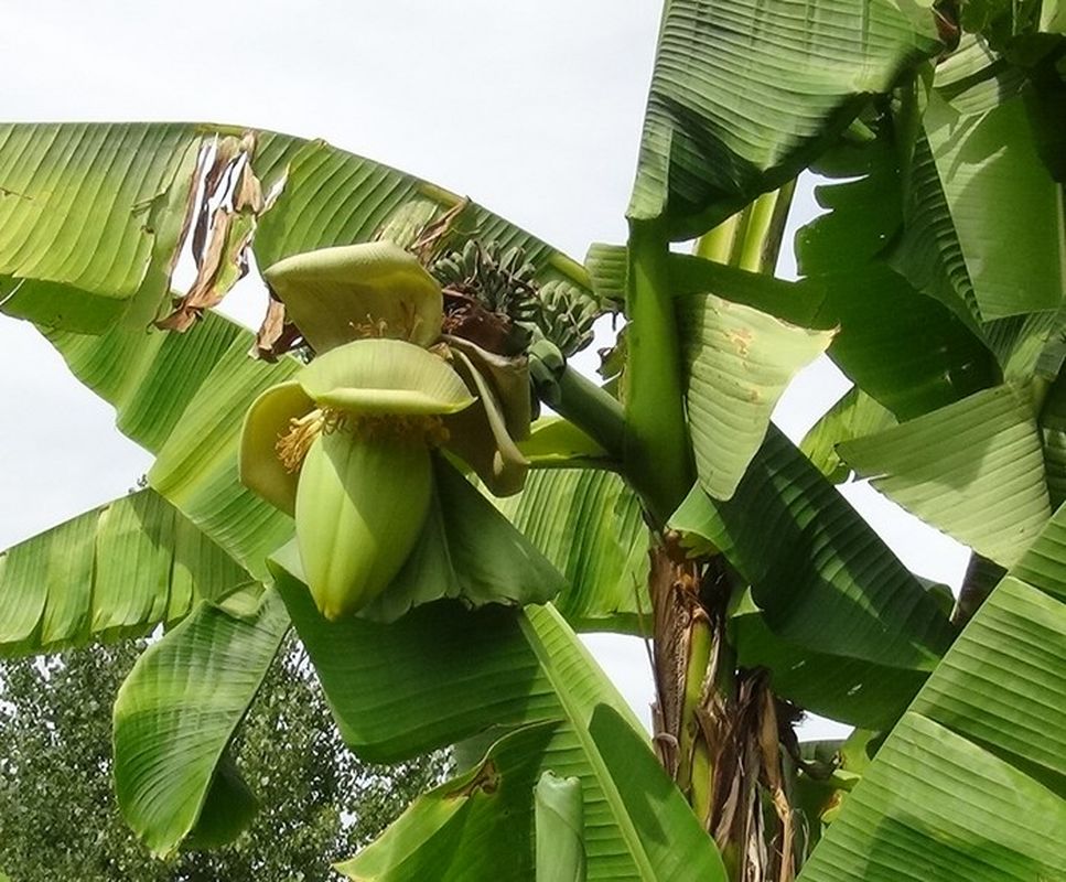 mes rocailles et parterre Banane