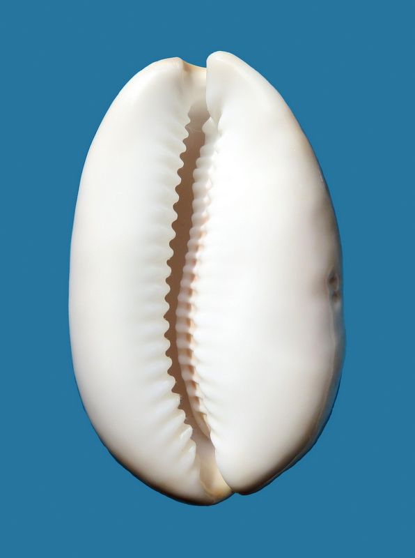 ventriculus - Lyncina ventriculus (Lamarck, 1810) P_ventric12