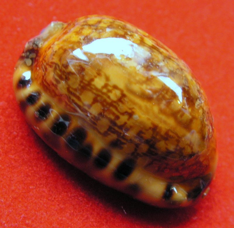 Mauritia arabica arabica (Linnaeus, 1758)  - Rusty P_ararustwal12