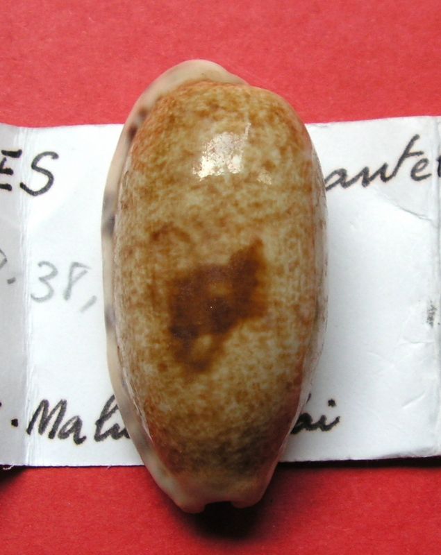 Talostolida teres teres var. pentella (Iredale, 1939) P_terpanfid11