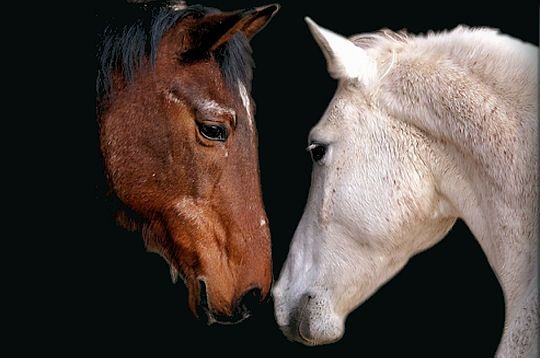 DE LA TENDRESSE ... AVANT TOUTE CHOSE Ts0ijskt