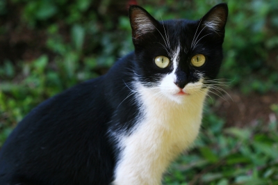 Aisha's Creation :D Black-and-white-cat
