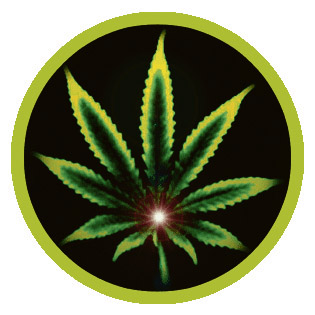 Par stvari o marihuani koje niste znali  _cannabis-ministry_1