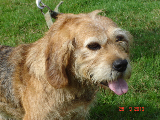 TOMMY -  fauve de bretagne 13 ans (11 ans de refuge) Refuge du Leydour à Pommerit-Jaudy (22) Bfb3h-tommy_2