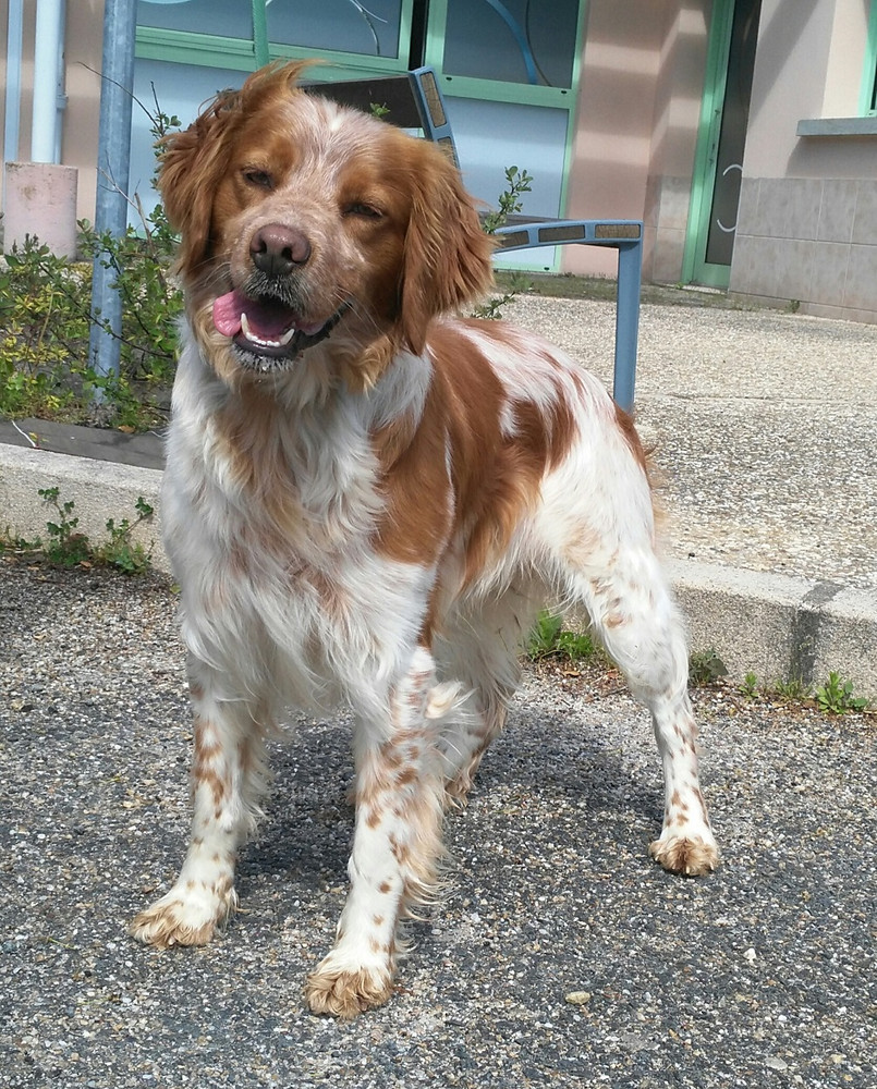 YOoo - epagneul breton 2 ans - Sos Viss de chiens à Bergerac (24) Dfi12-IMG_20170404_172554