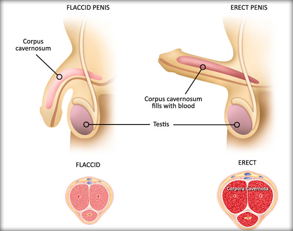 على عكس المعروف..الانتصاب المستمر شئ غير مستحب وخطير Blood-pressure-and-erectile2