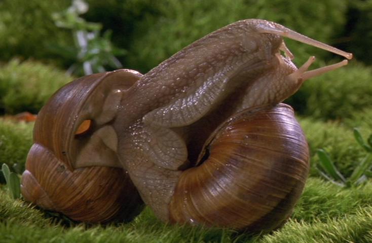 sexualité Snail_sex_fs