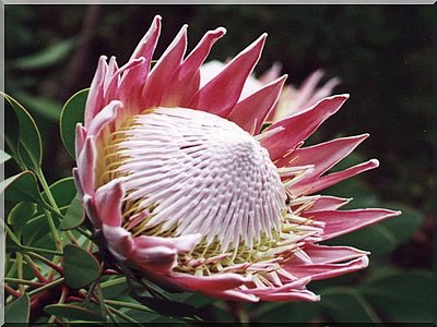 من أغرب أنواع الزهور Protea