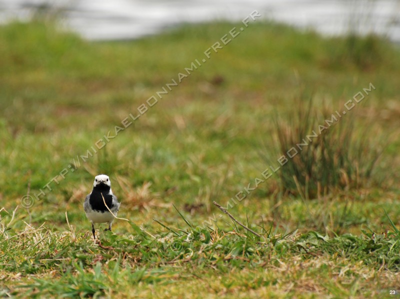 Animaux d'Aure Photo%20(19)