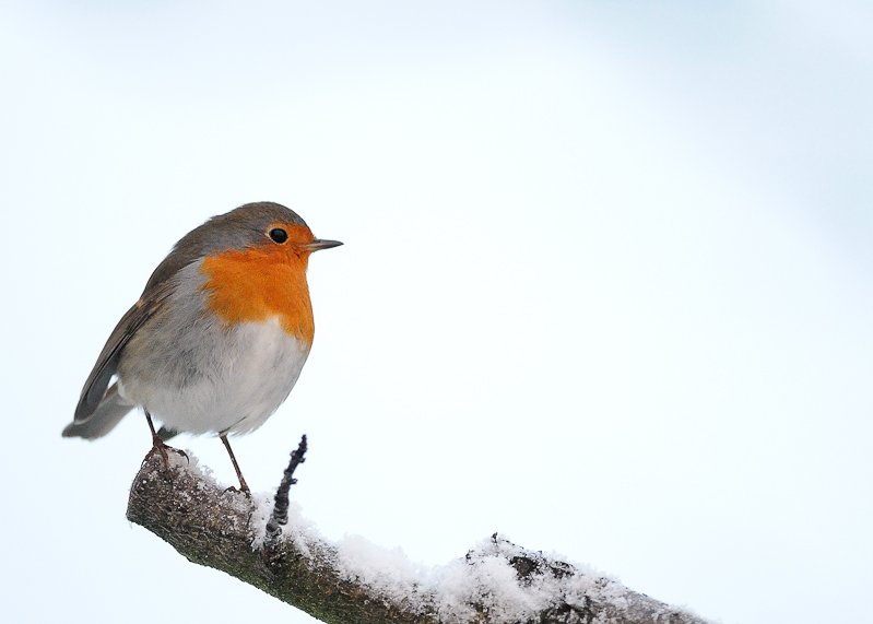 Le topic des oiseaux des jardins [Scapulaire23] - Page 8 Photo_1_7_