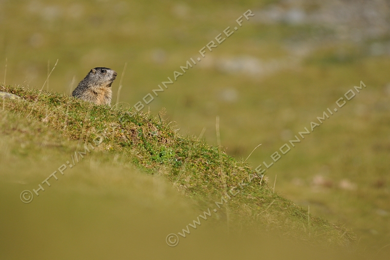 Danse avec les marmottes Danse_avec_les_marmottes_9_