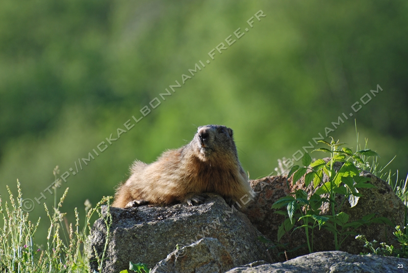 Marmottes et isards Marmottes%20et%20isards%20(3)