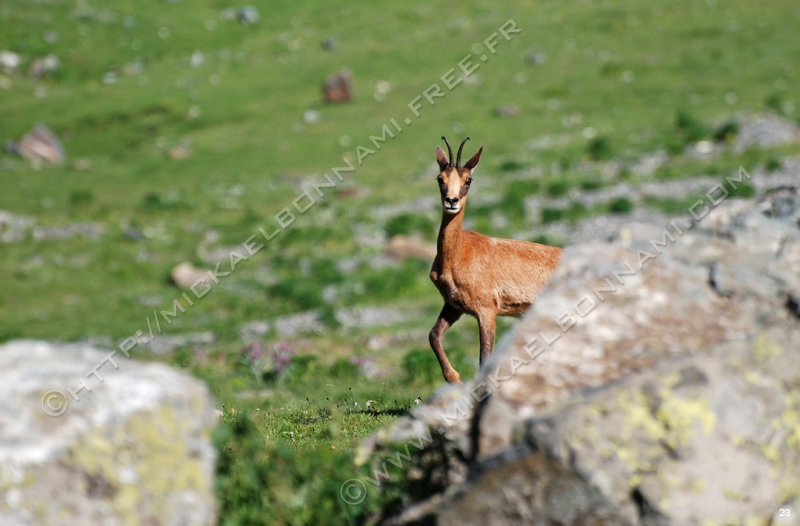 Marmottes et isards Marmottes%20et%20isards%20(6)