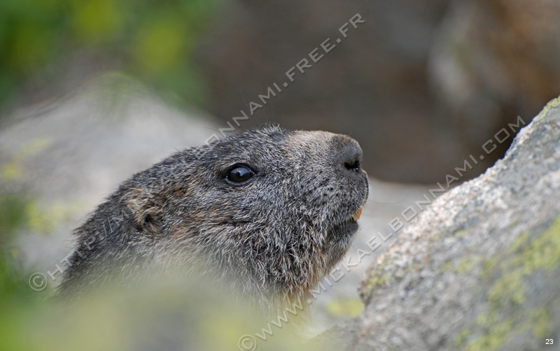 Marmottes et isards Marmottes%20et%20isards