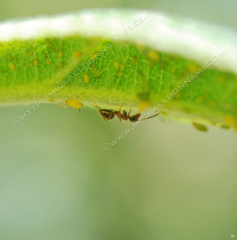 Au pays des fourmis Fourmi%20(2)