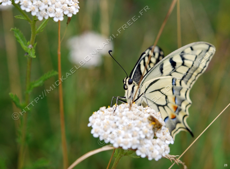 Machaon des Pyrénées Machaon%20(3)