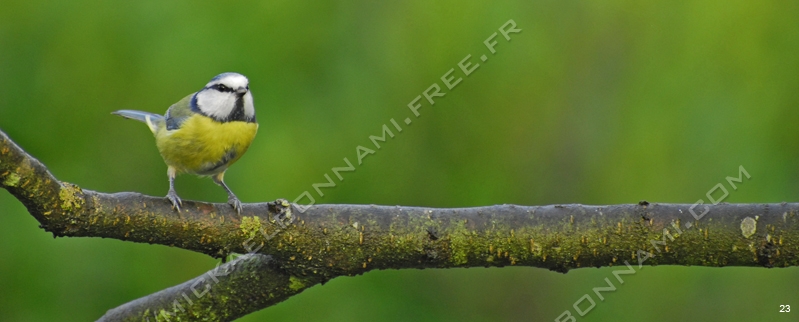 Le topic des oiseaux des jardins [Scapulaire23] Oiseaux%20des%20jardins%20(5)