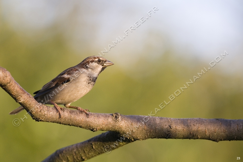 Le topic des oiseaux des jardins [Scapulaire23] - Page 8 01%20Moineau