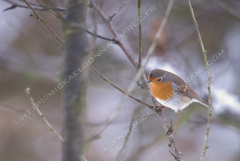 Le topic des oiseaux des jardins [Scapulaire23] - Page 8 Oiseaux_des_jardins_14_