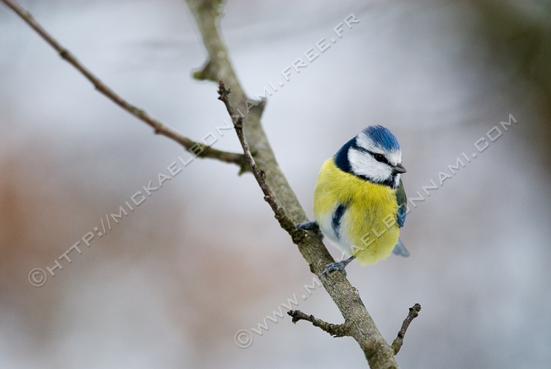 Le topic des oiseaux des jardins [Scapulaire23] - Page 8 Oiseaux_des_jardins_25_