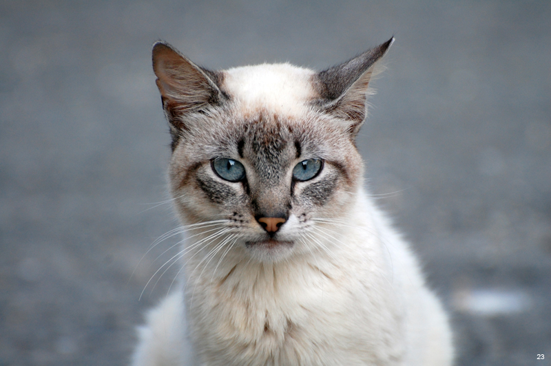 Bayron en portrait DSC_0027