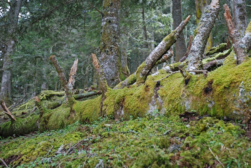 Un printemps en vallée d'Aure Photo%20(37)