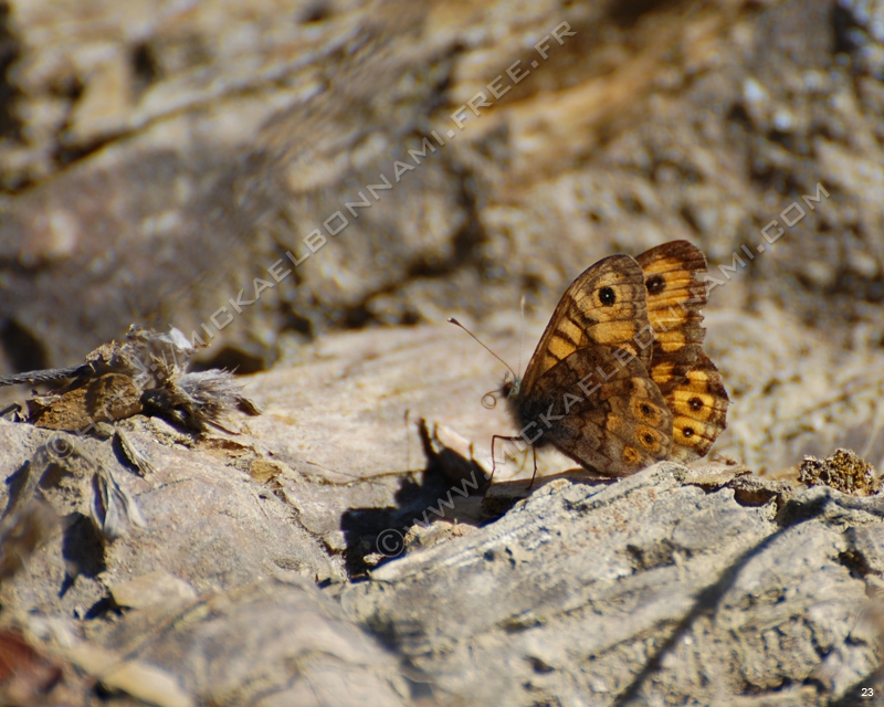 Macro photographie Pyrenees%20-%20Arreau%20(12)