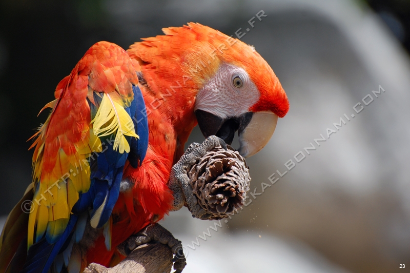 Les plus beaux piqués Zoo%20de%20la%20Palmyre%20(45)