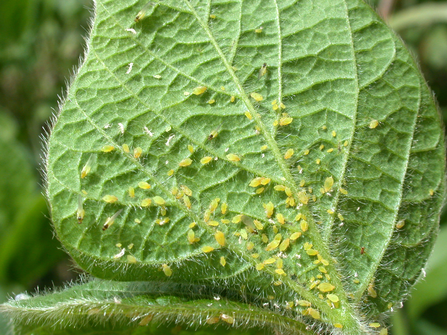 Are these mites on my cukes? (photo) Aphids