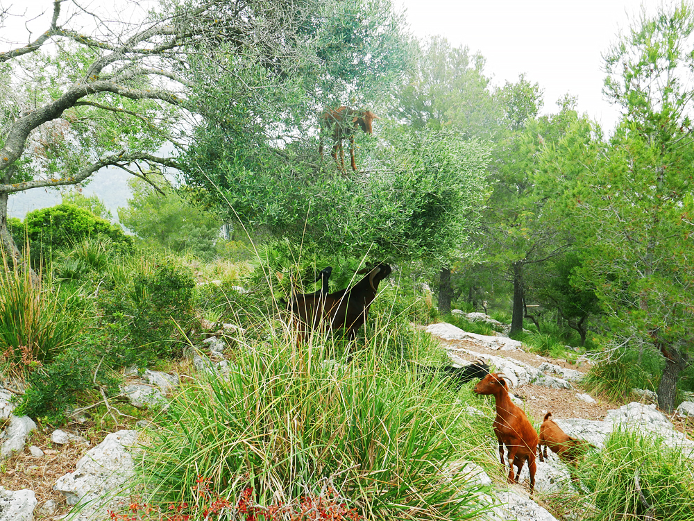 7 Jours en Juin 21 à Mallorque en télétravail-rando P1120774_LD1000