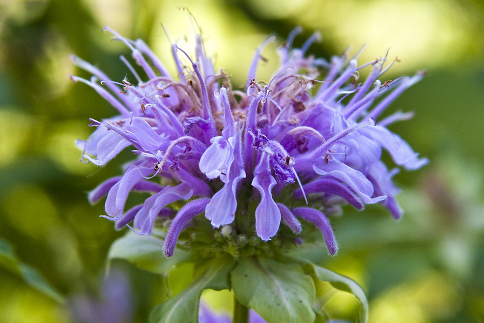 Plante de Martine 10 avril trouvée par Ajonc Soft_wild_bergamot_01