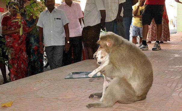 Animaux,nature...... Singe-chiot-inde-8