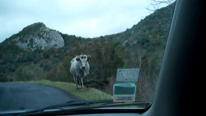 Olivet + autres à venir Vache-22