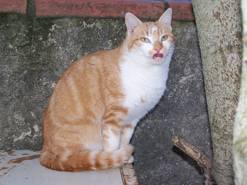 Trouvé avenue de Monturon Colomiers chat roux et blanc 100_1132