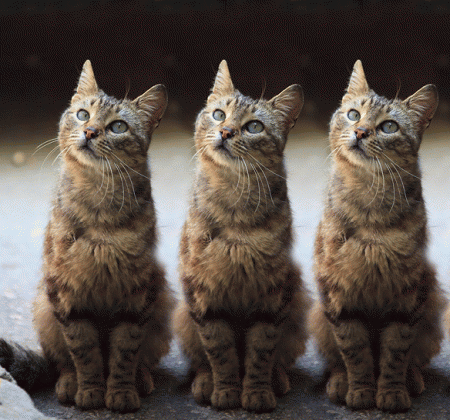 langage - Histoire de chats!!!La prolifération du chat,langage,prière C04d0cee