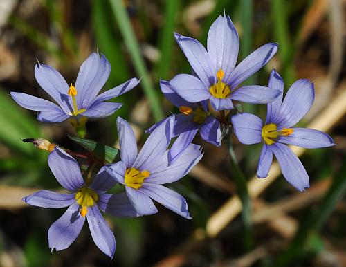 TÌNH YÊU CÂY CỎ ĐV 7 - Page 42 Sisyrinchium_campestre_inflorescence2