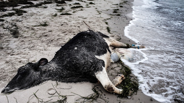 Des vaches mutilées s'échouent en Suède Image