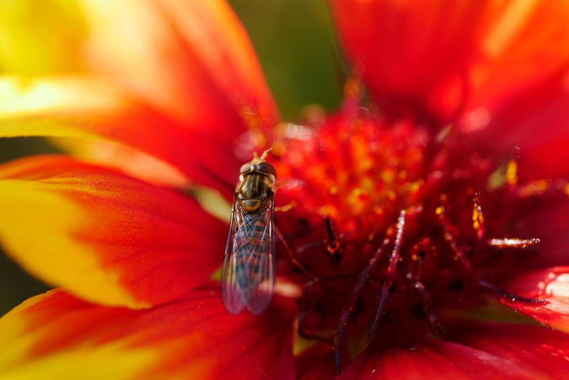 macro dans le Jura P1240851