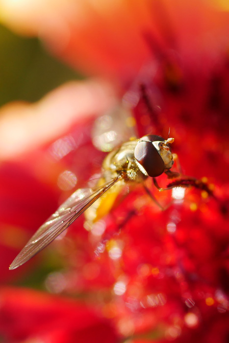 macro dans le Jura P1240855